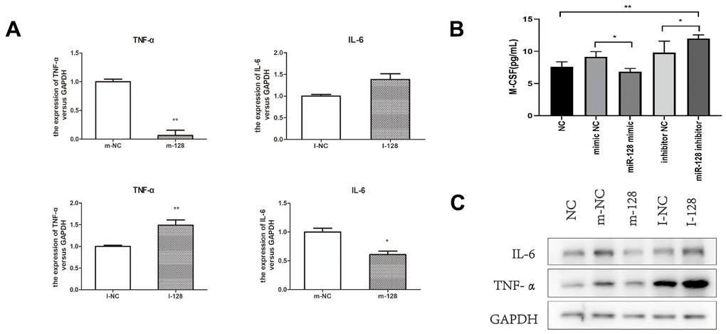 The results of co-culturing RAW264.7 cell CT26.WT cell. (A) The mRNA expression levels of IL-6 and TNF-α in RAW264.7 cells after co-culturing. (B) M-CSF level in the supernatant after trans-sfected with the miR-128 mimic/inhibitor. (C) The protein expression levels of IL-6 and TNF-α in RAW264.7 after co-culturing. I-NC, micrOFF inhibitor NC; I-128, micrOFF mmu-miR-128-2-5p inhibitor; m-NC, micrON mimic NC; m-128, micrON mmu-miR-128-2-5p mimic. *P0.05, **P0.01.