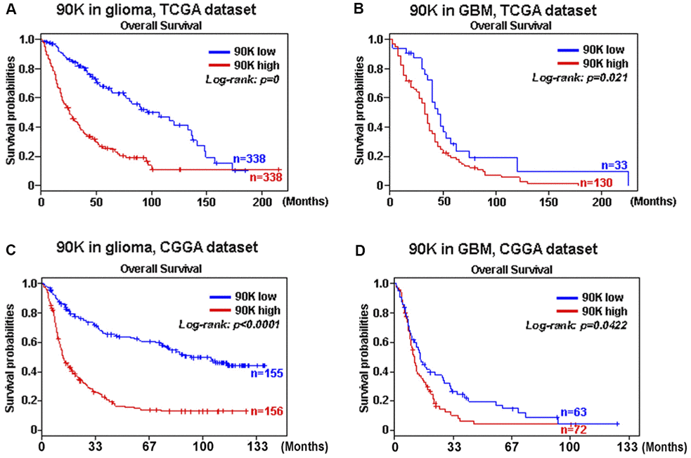 The correlation between survival and 90K expression was analyzed. Data showed that higher 90K expression was associated with worse overall survival (OS) in patients with glioma (A, C) and GBM (B, D) based on TCGA and CGGA datasets.