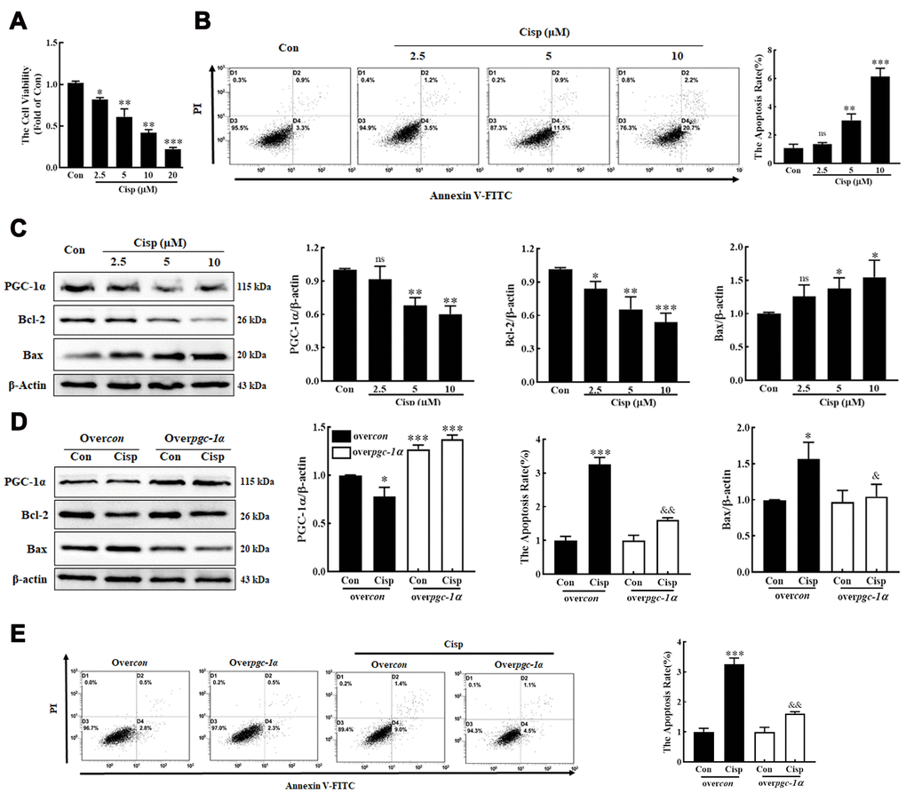 PGC-1α alleviates cisplatin-induced injury in HK2 cells. HK2 cells were exposed to cisplatin (2.5 μM, 5 μM, 10 μM) for 48h. (A) Cell viability was determined by CCK8 assay. (B) Cisplatin-induced cell apoptosis were determined by flow cytometry. (C) The expression of apoptosis-related proteins (Bax and Bcl-2) and PGC-1α was measured by western blotting. (D) Over-PGC-1α attenuated cell apoptosis in cisplatin-treated (5 μM) HK2 cells (overcon, black column; overpgc-1α, white column). The expression of PGC-1α and Bcl-2 and Bax was analyzed by western blotting. (E) Apoptosis was determined by flow cytometry. Data are provided as the mean ± SEM, n=3 independent experiments. *P &P &&P con, overcontrol; Cisp, cisplatin).