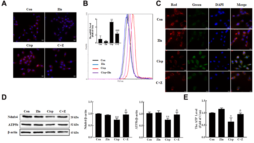Activation of PGC-1α via ZLN005 inhibits cisplatin-induced mitochondria damage in vitro. (A) For the measurement of mitochondrial ROS (mtROS), HK2 cells were stained with Mito-SOX Red (2.5 μM) for 15 min at 37° C and determined by confocal microscope. Scar bar: 20 μm. (B) Mitochondrial ROS (mtROS) were measured by incubation with Mito-SOX Red. (C) The mitochondrial membrane potential measurement was detected with JC-1 (5 nM). Scar bar: 20 μm. (D) The expression of mitochondria-related proteins (ATP5b and Ndufs4) was measured by western blotting. (E) ATP content was measured by using an ATP Assay, ATP concentration was calculated in nmol/mg protein, and the data are represented as the rate of control. Data are provided as the mean ± SEM, n=3 independent experiments. *P &P &&P &&&P