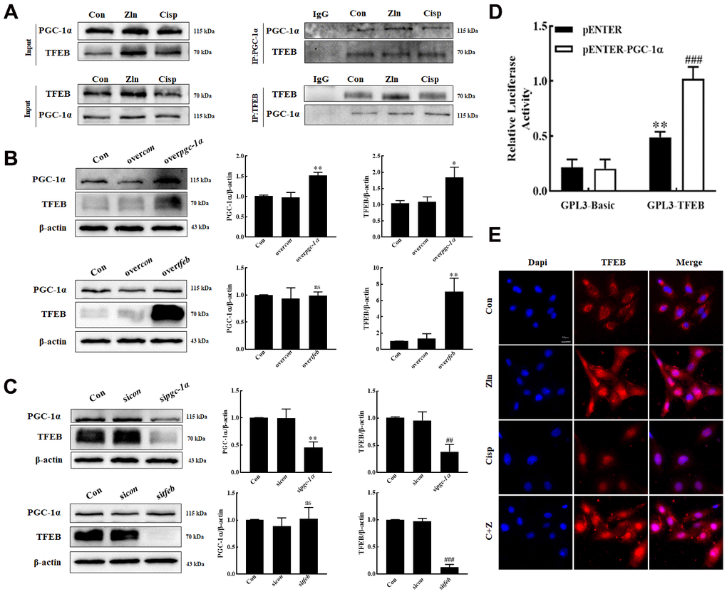 PGC-1α positively regulate the TFEB in HK2 cells. (A) HK2 Cell lysates were immunoprecipitated (IP) with an anti-PGC-1α or an anti-TFEB antibody, then immunoblotted (IB) with TFEB and PGC-1α antibodies. Anti- IgG antibody as a negative control. (B, C) The expression of TFEB and PGC-1α was measured by western blotting. (D) Luciferase activity in HK-2 cells transfected with the TFEB promoter-reporter construct linked to luciferase along with PGC-1α plasmids or control empty vectors. (E) Representative immunofluorescence images of TFEB in HK2 cells. Scar bar: 20 μm. Data are provided as the mean ± SEM, n=3 independent experiments. *P con; #P ##P ###P con (Con, control; sicon, sicontrol; overcon, overcontrol).
