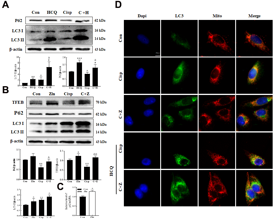 PGC-1α activates autophagy by modulating TFEB. (A) The expression of the proteins P62 and LC3 was measured by western blotting in HK2 cells exposed to cisplatin (5 μM) in the presence or absence of HCQ (30 μM) for 48 h. (B) HK2 cells were exposed to cisplatin in the presence or absence of ZLN005 (10 μM) for 48 h, and the expression of the proteins TFEB, P62 and LC3was measured by western blotting. (C) HK2 cells treated with ZLN005 (10 μM) and p62 mRNA was measured by real-time PCR. (D) Representative images of the colocalization between LC3 and mitochondria. Data are provided as the mean ± SEM, n=3 independent experiments. *P 