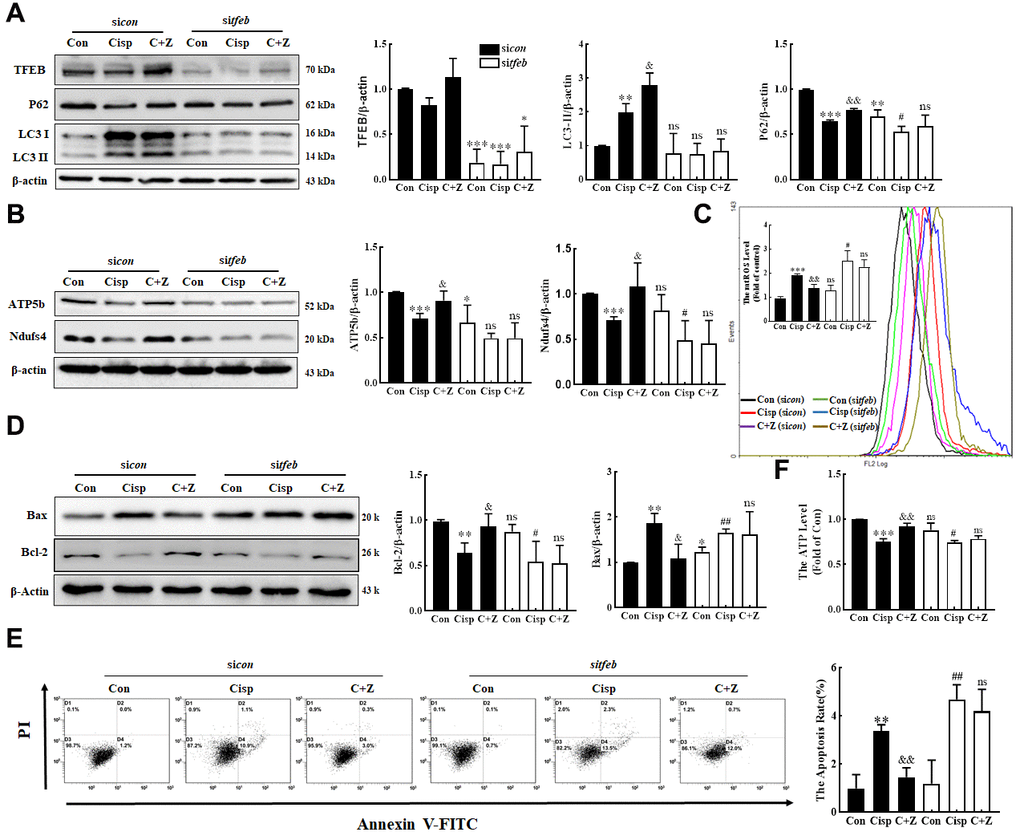 Silencing of TFEB partially abolishes the protective effects of ZLN005 in cisplatin-treated HK2 cells. HK2 cells were transfected with control siRNA (sicon, black column) or TFEB siRNA (sitfeb, white column) for 6 h and treated with cisplatin in the presence or absence of ZLN005 for 48 h. (A) The expression of autophagy-related protein (TFEB, P62 and LC3) was measured by western blotting. (B) The expression of mitochondria-related proteins (ATP5b and Ndufs4) was measured by western blotting. (C) Mitochondrial ROS (mtROS) were measured by incubation with Mito-SOX Red. (D) The expression of apoptosis-related proteins was measured by western blotting. (E) The effects of ZLN005 on cisplatin-induced apoptosis were determined by flow cytometry. (F) ATP levels were measured by using an ATP Assay kit. Data are provided as the mean ± SEM, n=3 independent experiments. *P &P &&P #P ##P tfeb. (Con, control; Zln, ZLN005; Cisp, cisplatin; C+Z, cisplatin + ZLN005).