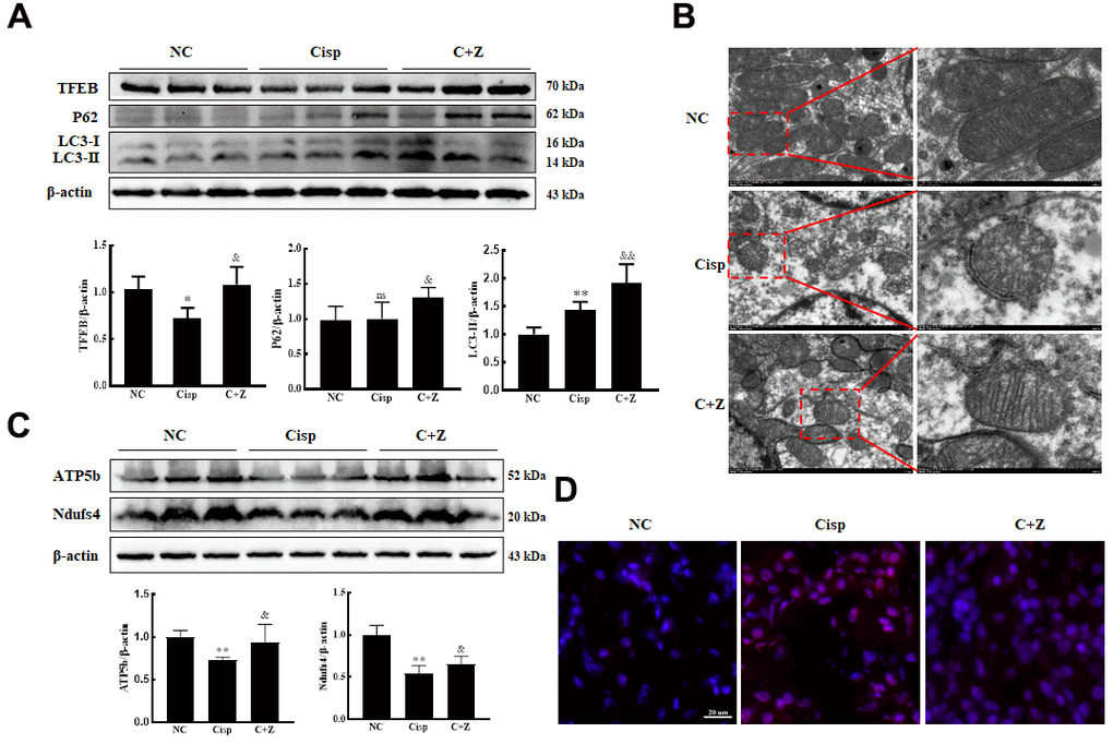 ZLN005 treatment alleviates renal injury in cisplatin-induced AKI mice via PGC-1a/TFEB pathway. The male C57BL/6 mice were injected once with cisplatin (16mg/kg, i.p.) to induce AKI, followed by ZLN005 treatment (15mg/kg/d, i.g.) for 4 days. (A) Western blots of TFEB, P62 and LC3 levels in kidney. (B) Representative TEM micrographs of mouse renal tubular epithelial cell mitochondria from each group. Scale bar, 2 μm (wireframe indicates the magnified image). (C) The expression of mitochondria-related proteins (ATP5b and Ndufs4) was measured by western blotting. (D) For the measurement of mitochondrial ROS (mtROS), frozen sections of freshly renal tissues were stained with Mito-SOX Red (2.5 μM) 15 min at 37° C and determined by confocal microscope. Scar bar: 20 μm. Data are provided as the mean ± SEM, n=3 independent experiments. *P &P &&P 