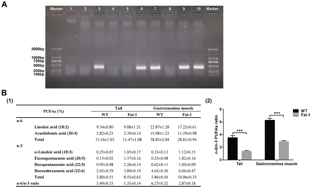 Fat-1 mice expressed the fat-1 gene and had high levels of n-3 PUFAs and low n-6: n-3 ratio. (A) Genotyping results of fat-1 gene in fat-1 and wild-type littermates. (B) The lipid composition including n-6 and n-3 PUFA levels and n-6/n-3 PUFA ratio in the tail and gastrocnemius muscle tissues of fat-1 and wild-type mice. Data were expressed as the percentage of total fatty acids ± SD. ***P 