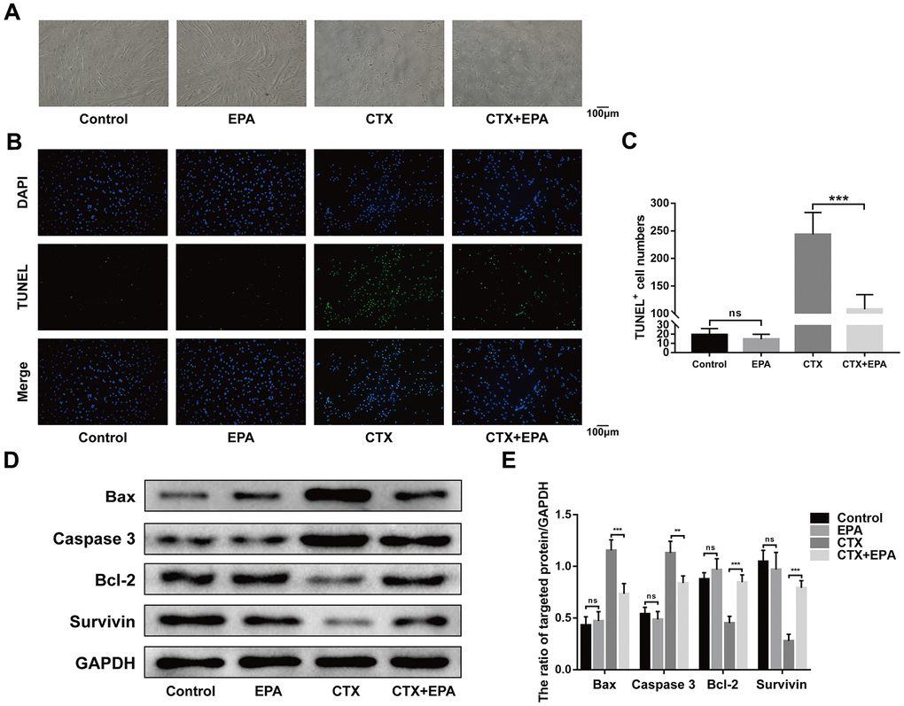 EPA prevents cardiotoxin-induced C2C12 cell apoptosis. (A) Representative images of morphological change of the differentiated C2C12 cells cultured in the presence and absence of cardiotoxin (0.5 μM) alone and in combination with EPA (50 μM) for 24 h. Scale bar = 100 μm. (B, C) Representative images of TUNEL staining and quantitative data for TUNEL-positive cell numbers. Scale bar = 100 μm. (D, E) Representative western blot images and densitometry analysis shows the levels of Bax, caspase 3, Bcl-2, and Survivin in the lysates of the experimental groups. Data were expressed as the mean ± SD (n = 3). NS, non-significant; ** P P 