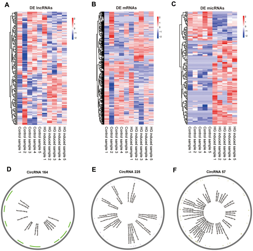 Expression profiles of mRNAs, lncRNAs, miRNAs and pattern diagram of circRNAs /micRNA interaction prediction. Hierarchical clustering of all differentially expressed exo-lncRNAs (A), exo-mRNAs (B), exo-miRNAs (C) and putative binding sites for miRNAs of circRNA