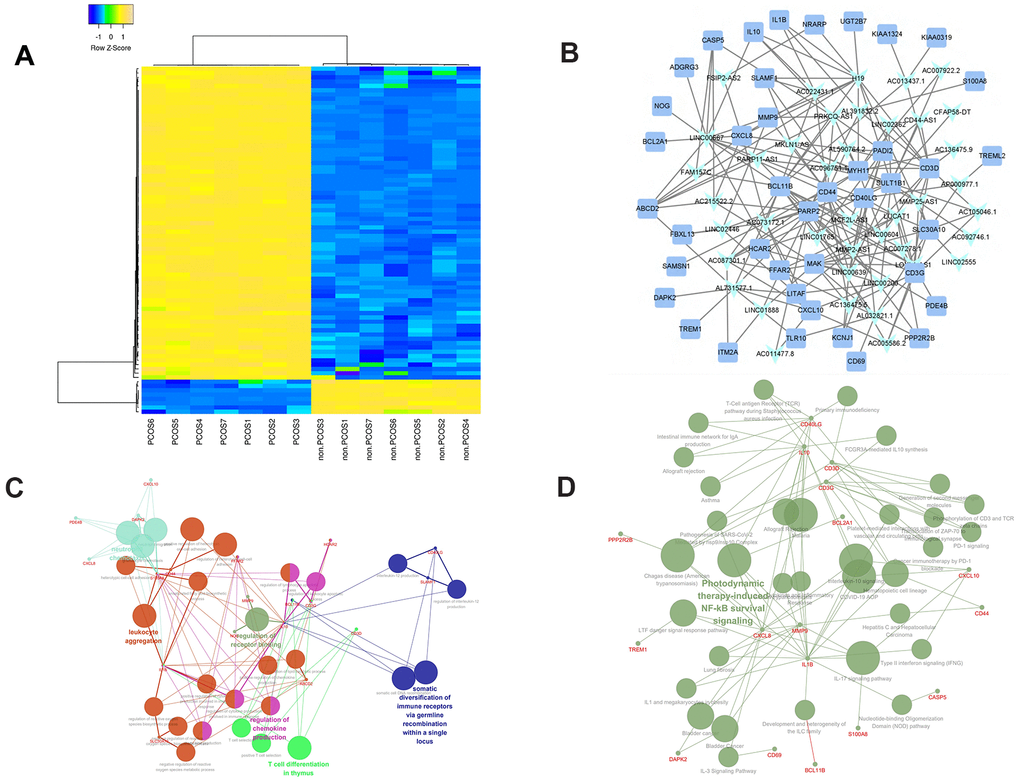 Clustering and enrichment analysis of the PCOS-related lncRNA-mRNA network (PCLMN). (A) Unsupervised clustering of PCLMN genes. (B) PCLMN visualization. Light-blue arrowheads indicate lncRNAs and blue squares indicate mRNAs. Grey edges indicate lncRNA-mRNA interactions. (C) Network map of enriched GO terms in the PCLMN. (D) Network map of enriched KEGG pathways in the PCLMN.
