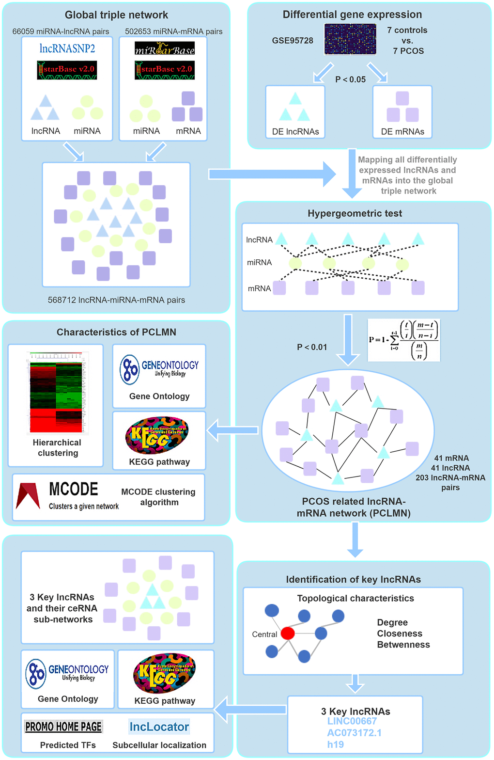 Study workflow. First, we constructed a global background network based on predicted lncRNA-miRNA and miRNA-mRNA pairs. Second, we applied a hypergeometric test to construct the PCLMN and performed network topology analysis to determine the lncRNAs with the highest centroid variability. Lastly, we explored the subcellular localization of the key lncRNAs thus identified, performed functional module analyses, and identified putative transcription factors regulating the expression of the candidate lncRNAs.