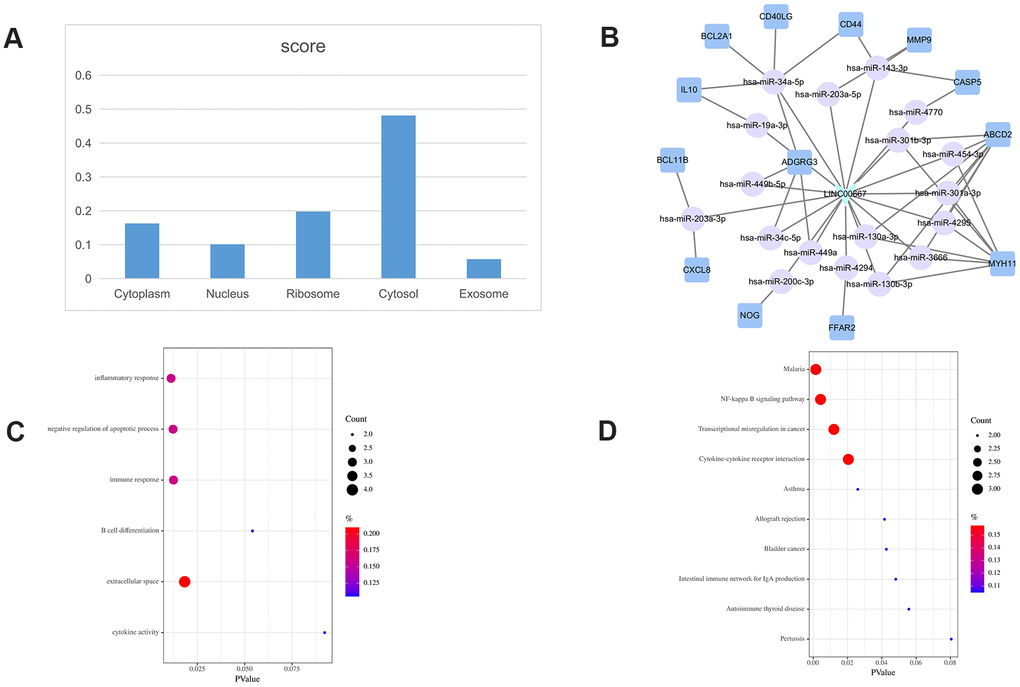 LINC00667-related ceRNA sub-network analysis. (A) Subcellular location analysis for LINC00667. (B) ceRNA network of LINC00667. (C) GO biological process enrichment results for LINC00667. (D) KEGG pathways enriched in LINC00667.