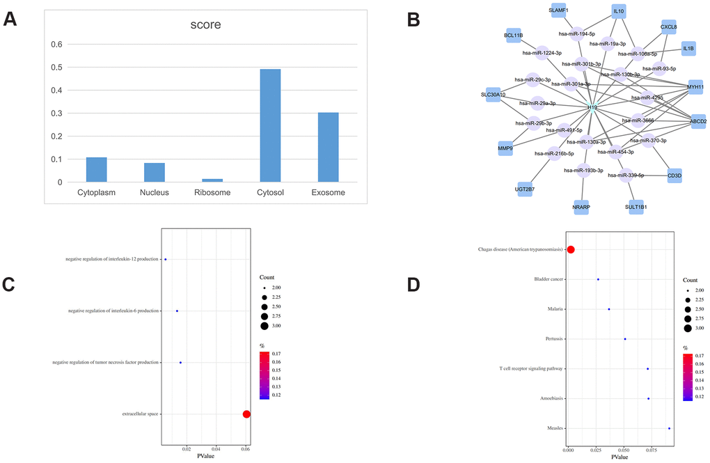 H19-related ceRNA sub-network. (A) Subcellular location analysis for H19. (B) ceRNA network of H19. (C) GO biological process enrichment for H19. (D) KEGG pathways enriched in H19.
