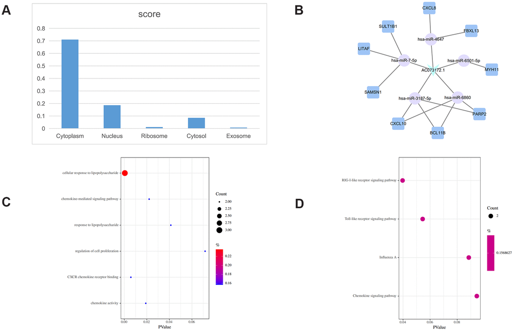 AC073172.1-related ceRNA sub-network. (A) Subcellular location analysis for AC073172.1. (B) ceRNA network of AC073172.1. (C) GO biological process enrichment analysis for AC073172.1. (D) KEGG pathways enriched in AC073172.1.