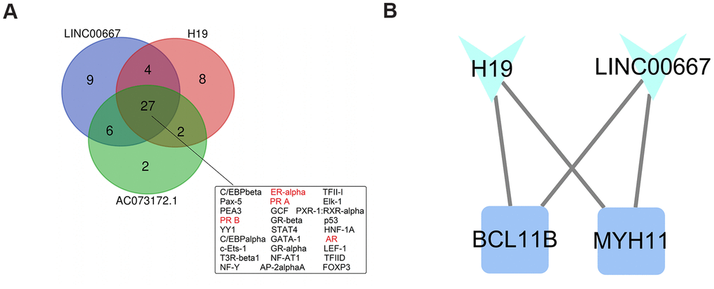 Identification of putative transcription factors and module analysis. (A) Venn diagram of predicted transcription factors (TFs) regulating the expression of the three key lncRNAs in the PCMLN. Among 27 TFs associated with all three lncRNAs, four (marked in red) are known regulators of the expression of sexual hormones. (B) Representation of the functional module identified in the PCLMN.