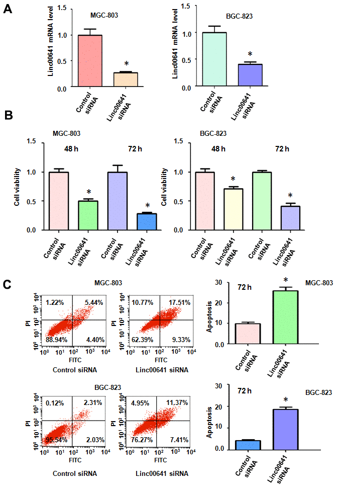 Effects of linc00641 silencing on viability and apoptosis. (A) Linc00641 expression was detected by real-time PCR in gastric cancer cells after linc00641 siRNA transfection. (B) Cell viability was tested by MTT assays. Linc00641 downregulation reduced the viability of the gastric cancer cells. (C) Left panel: Cell apoptosis was detected by flow cytometry in gastric cancer cells 48 hours after linc00641 siRNA transfection. Linc00641 downregulation induced the apoptosis of gastric cancer cells. Right panel: Quantification of the apoptosis results. *P 