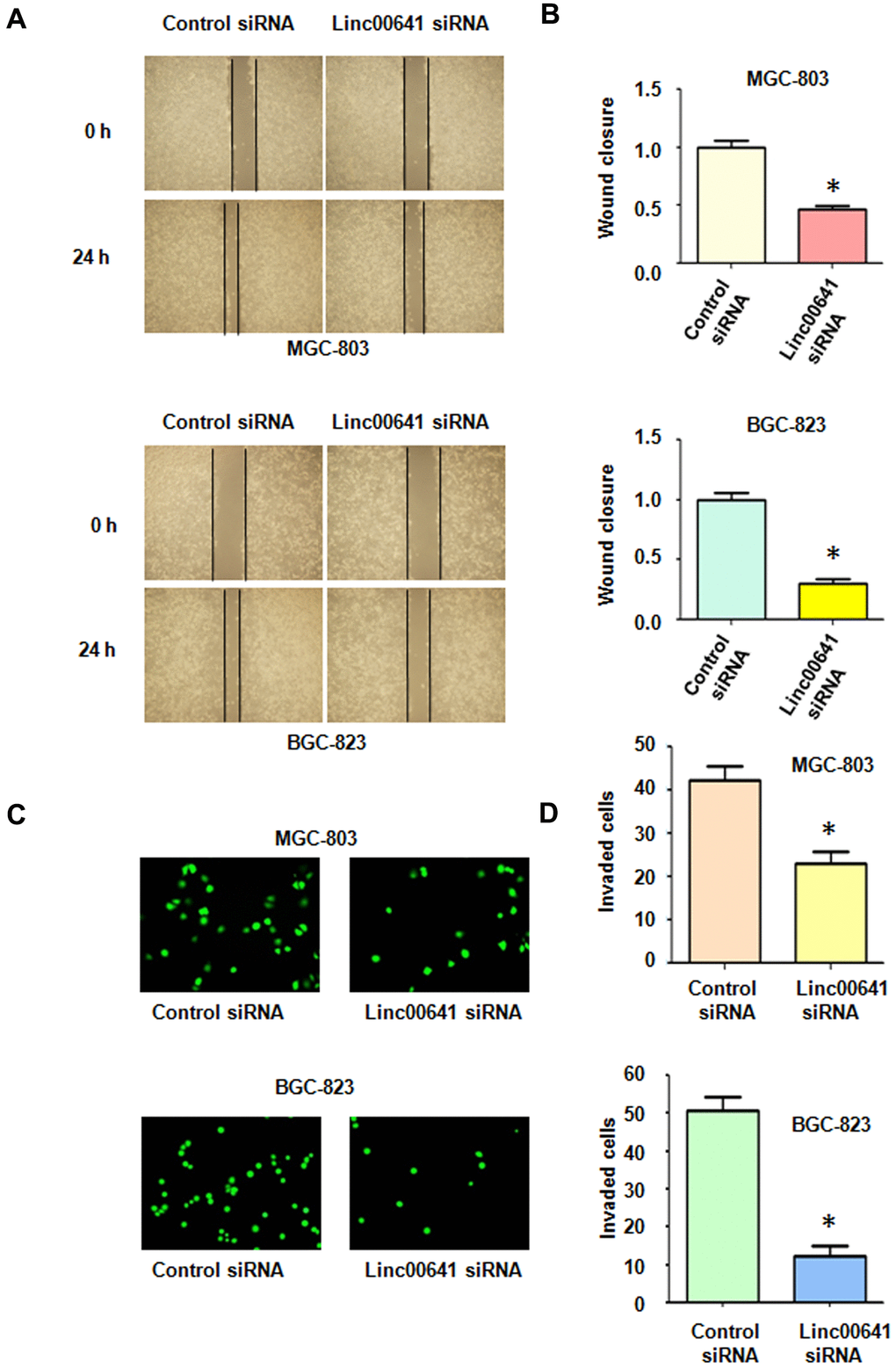 Effects of linc00641 silencing on migration and invasion. (A) Wound healing assays were carried out to test the effects of linc00641 silencing in gastric cancer cells. (B) Quantification of the migratory results.*P C) Invasive ability was measured by Transwell invasion assays. (D) Quantification of the invasiveness results.*P 
