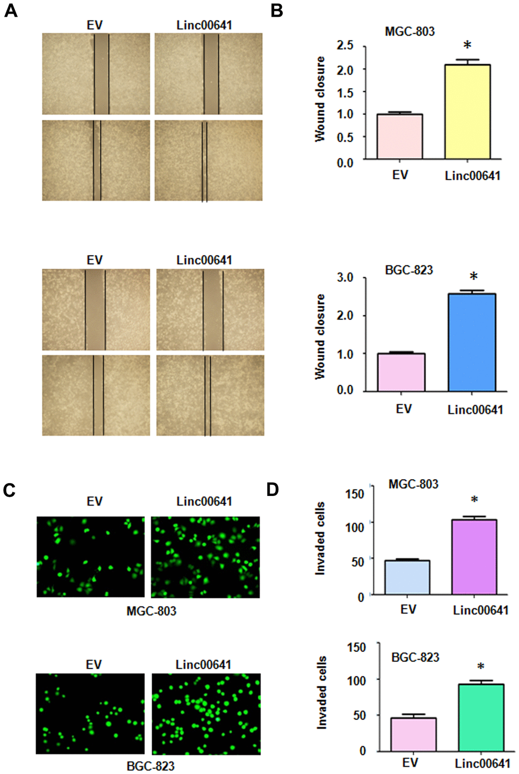 Effects of linc00641 overexpression on migration and invasion. (A) Wound healing assays were carried out to test the effects of linc00641 overexpression in gastric cancer cells. (B) Quantification of the migratory results.*P C) Invasive ability was measured by Transwell invasion assays. (D) Quantification of the invasiveness results.*P 
