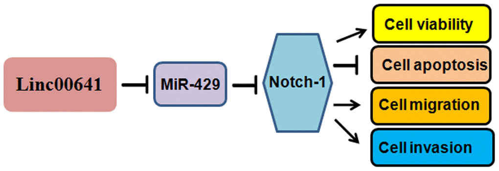 A diagram demonstrating the mechanism of linc00641-induced gastric cancer progression.