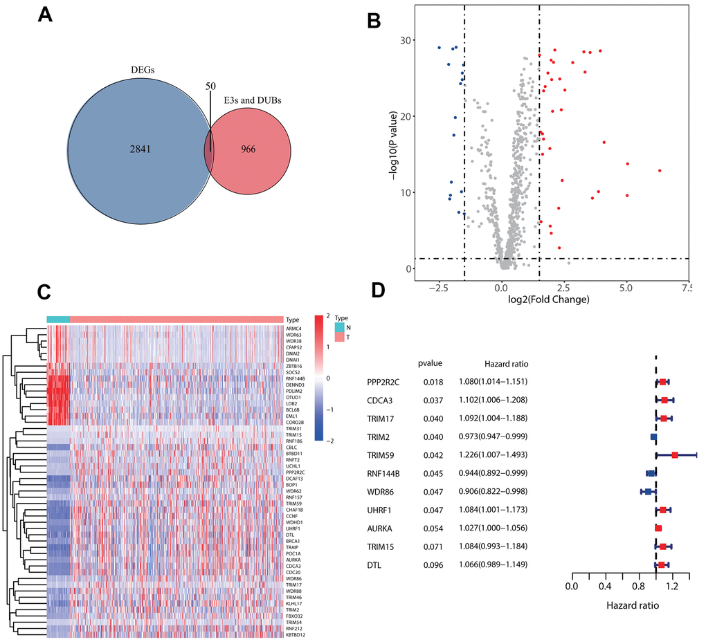 Identification of prognostic E3s/DUBs related DEGs. (A) Veen Diagram for the differentially expressed genes (DEGs)of all samples' whole gene expression with all E3s/DUBs-related genes. (B) Of the 50 E3s/DUBs-related DEGs, 34 were up-regulated, and 16 were downregulated. (C) Heatmap of E3s/DUBs-related DEGs in all samples. (D) Univariate Cox regression analysis showed that 11 genes were associated with overall survival (P
