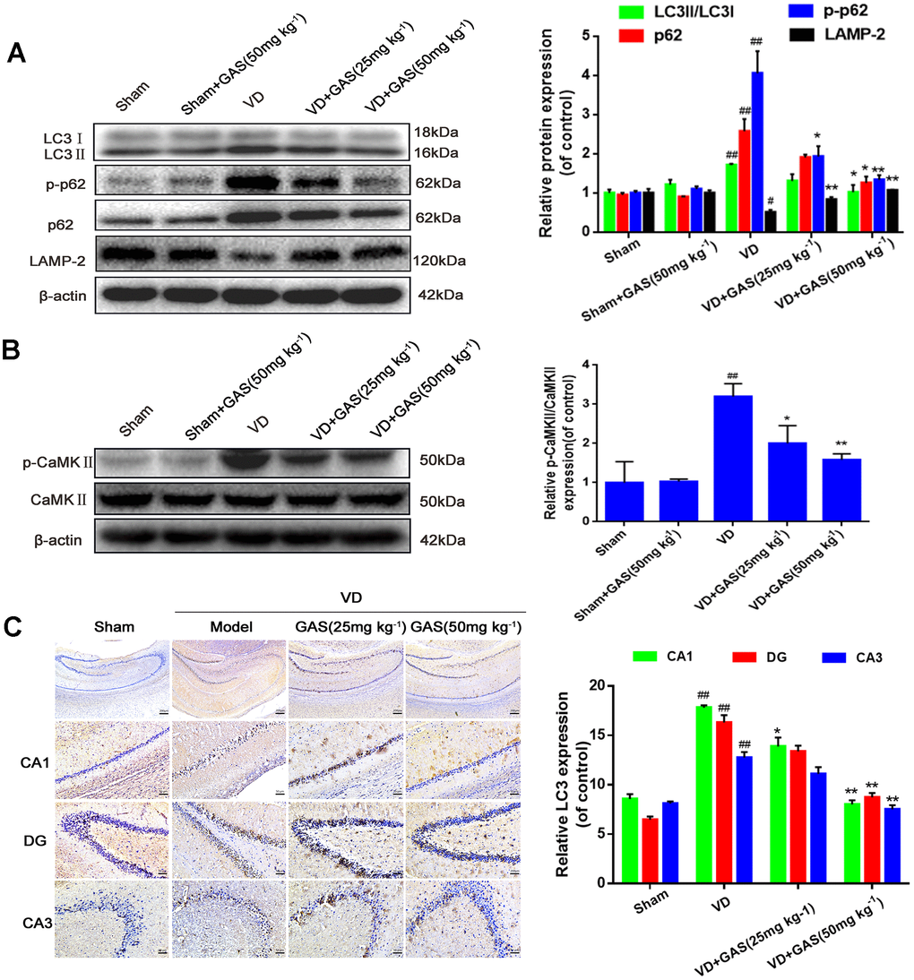 GAS reversed the suppression of autophagy flux and hyperphosphorylation of CaMKII in VD rats. (A, B) The protein extract of hippocampal tissue was analyzed by western blotting for LC3, p62, p-p62 (Thr349), LAMP-2, CaMKII, and p-CaMKIIα (Thr286). Protein levels were quantified and normalized to β-actin. Data are presented as the mean ± standard error of the mean (SEM). ##P*P**PC) Representative images of hippocampal tissue sections immunostained with LC3 antibodies (×50, ×200). Scale bars: 200 μm or 50 μm. LC3, microtubule-associated protein 1 light chain 3; LAMP-2, lysosomal-associated membrane protein-2; CaMKII, Ca2+-calmodulin stimulated protein kinase II; p-CaMKIIα, phosphorylated CaMKIIα.