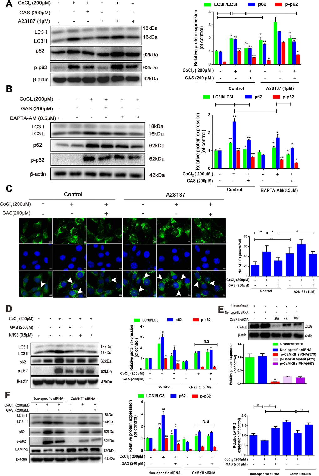 GAS alleviated the CoCl2-induced suppression of autophagic flux by inhibiting [Ca2+]i-dependent CaMKII phosphorylation in HT22 cells. (A, B) Levels of LC3, p62, and phosphorylated p62 (Ser349) in HT22 cells treated with calcium chelator (BAPT-AM) or calcium ionophore (A23187) were assessed with or without GAS treatment (200 μM) for 24 h (n = 3). (C) Immunofluorescence analysis revealing modulation of LC3 in HT22 cells treated with calcium ionophore (A23187), with or without GAS (200 μM) for 24 h (n = 3). Autophagosomes were visualized (green puncta) by using a Leica DMIRB at 800× magnification. In each independent experiment, 5 visual field cells were randomly selected and quantified and expressed as mean ± standard error of the mean (SEM). (D) Levels of LC3, LAMP-2, p62, and phosphorylated p62 (Ser349) in HT22 cells treated with KN93 were assessed with or without GAS treatment (200 μM) for 24 h (n = 3). (E) Detection of CAMKII-siRNA transfection efficiency by western blotting. (F) Levels of LC3, LAMP2, p62, and phosphorylated p62 (Ser349) in HT22 cells transfected with nonspecific siRNA or CaMK II-siRNA were evaluated with or without GAS treatment (200 μM) for 24 h (n = 3). The experimental results were normalized to β-actin levels and are shown as fold changes relative to control cells.