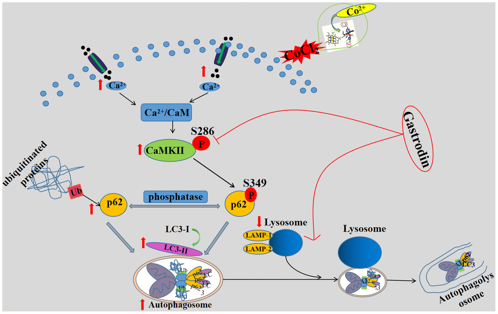 A schematic diagram of the possible mechanism of gastrodin improving cognitive impairment in vascular dementia rats by promoting autophagy flux through inhibiting Ca2+/CaMKII signal pathway. GAS improves cognitive dysfunction in a VD rat model. GAS ameliorates the CoCl2-induced suppression of autophagic flux by lowering [Ca2+]i-dependent CaMKII phosphorylation in HT22 cells, reduces apoptosis in HT22 cells.