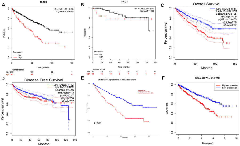 Prognostic Potential of TACC3 in KIRC. Various online tools were used to evaluate the relationships between TACC3 expression and patient survival. (A, B) OS and RFS in Kaplan-Meier Plotter database. (C, D) OS and DFS in GEPIA database. (E) OS in UALCAN database. (F) OS in TCGA database.