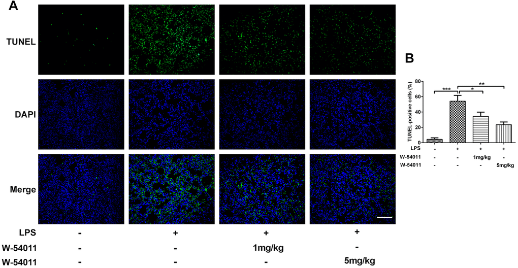 The effect of W-54011 on TUNEL-positive cells. (A) Representative TUNEL staining for lung tissues. Dead cells were stained with green and DAPI was used for staining the nucleus (blue). The scale bar represents 50 μm. (B) Quantitative analysis for the number of TUNEL-positive cells in different groups (n = 7). *P **P ***P 