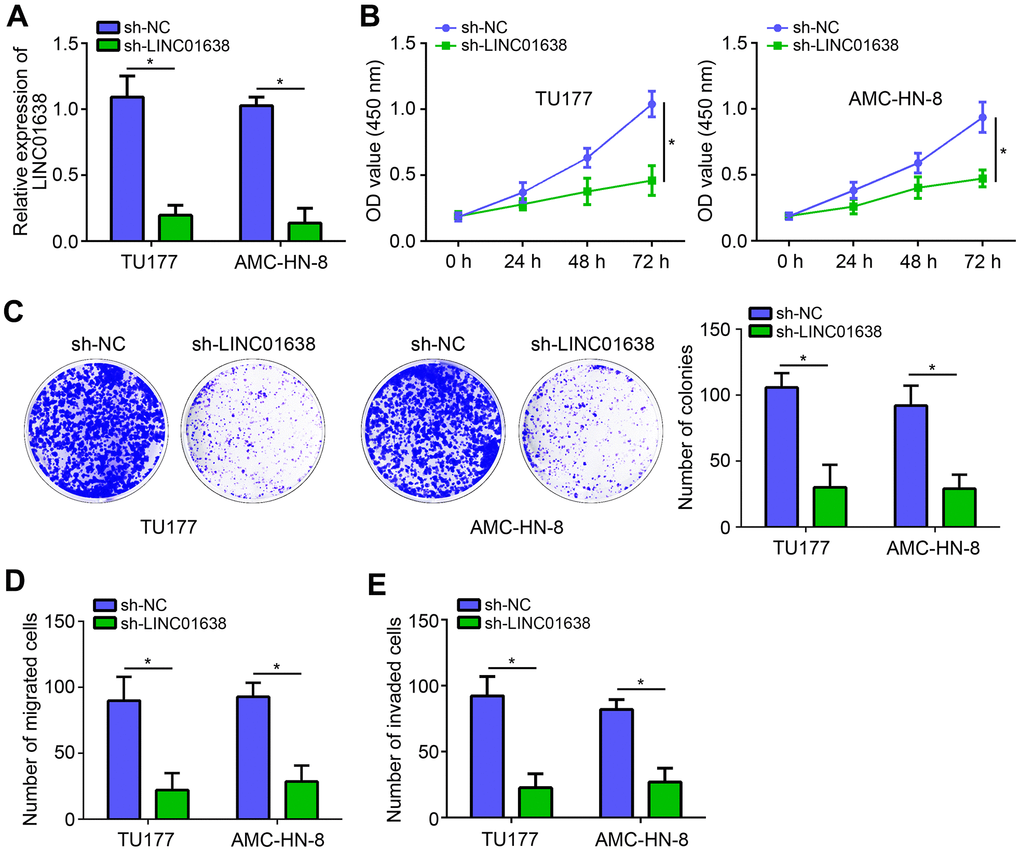 LINC01638 knockdown suppressed proliferation, migration and invasion. (A) LINC01638 shRNA decreased the expression of LINC01638 in TU177 and AMC-HN-8 cells. (B, C) Cell proliferation was evaluated by CCK8 and colony formation assays. (D, E) Transwell migration and invasion assays were performed to test migration and invasion. *P