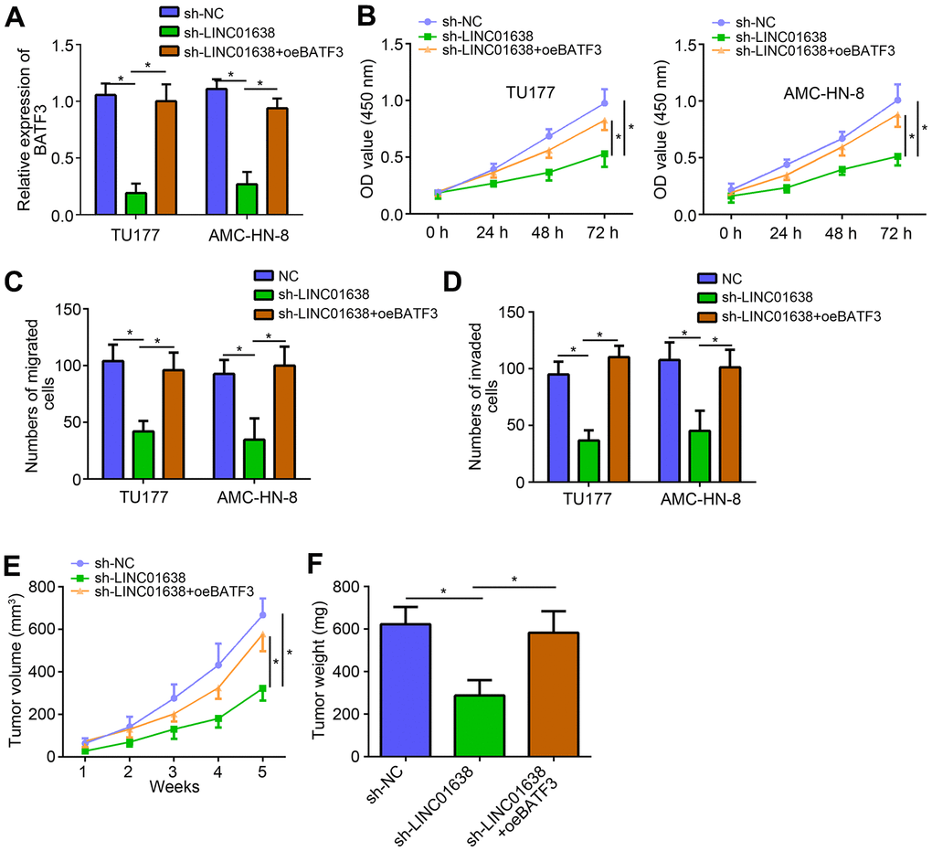 LINC01638 promoted LSCC progression through miR-523-5p/BATF3 pathway. (A) qRT-PCR analysis of BATF3 expression. (B) CCK8 assay was utilized to test proliferation. (C, D) Transwell assay was performed to determine migration and invasion. (E) Tumor volumes were measured every week. (F) After 5 weeks of injection, tumor weights were determined. *P