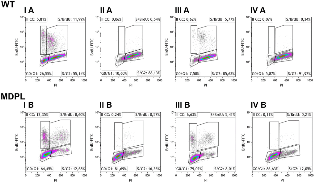 Flow cytometry analysis of BrdU-positive cells of WT and MDPL HDFs. Representative histogram of cell cycle profiling, reporting the insets with the relative percentage of cells in different phases of cell cycle (G0/G1, S and G2/M). (I A, I B) indicate 48 hours of cell culture + 6 hours of BrdU. (III A, III B) indicate 72 hours of cell culture + 6 hours of BrdU. (II A, II B) indicate 24hours of cell culture + 24 hours of cisplatin treatment. (IV A, IV B) indicate drug effect after 24 hours from cisplatin removal.