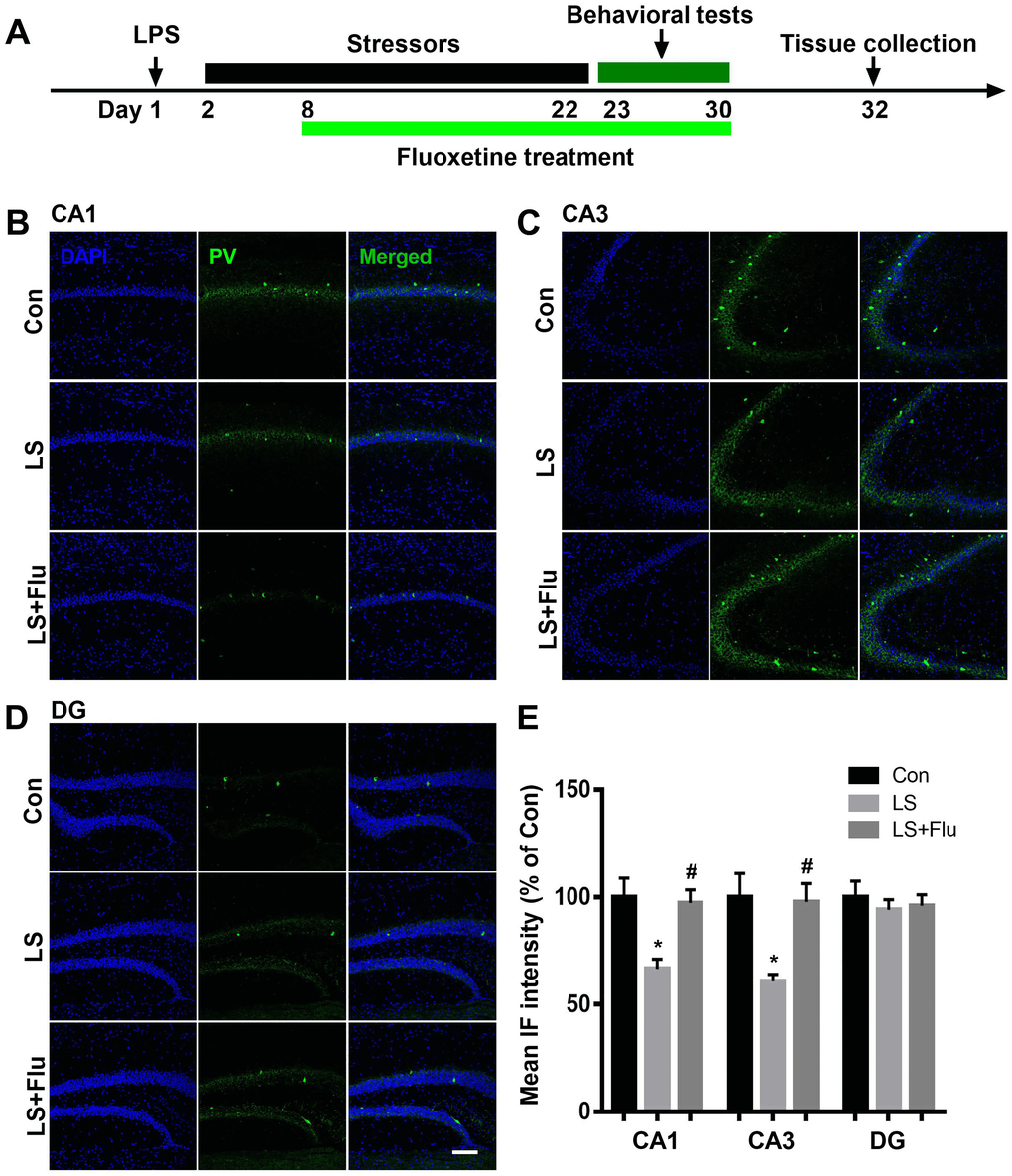 Fluoxetine treatment attenuated PV deficit after combined stress. (A) Schematic timeline of the experimental procedure. (B–D) Representative images of PV interneurons in all subregions of the hippocampus. (E) Quantification of mean PV immunofluorescence in the hippocampus. Data are shown as mean ± SEM (n = 4), *P #P r = 100 μm. Con, control; LPS, lipopolysaccharide; Flu, fluoxetine; IF, immunofluorescence; LS, LPS + stress.