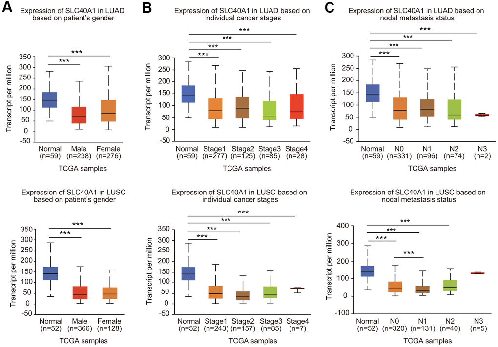 Association between FPN1 expression and clinicopathological parameters in lung cancer patients. The relative FPN1 expression level was determined by using the UALCAN database in (A) male and female lung cancer patients, (B) lung cancer patients with stage 1 to stage 4 diseases, and (C) patients with different lymph node metastatic states (from N0 to N3 based on axillary lymph node numbers).