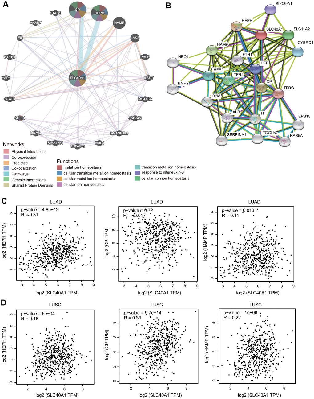 Interaction network of FPN1. (A) An interaction network for FPN1 was generated through the GeneMANIA database. (B) A PPI network for FPN1 was generated through the STRING database. (C, D) Scatterplots showing the correlation between FPN1 and HEPH, CP and HAMP expression in LUAD and LUSC.