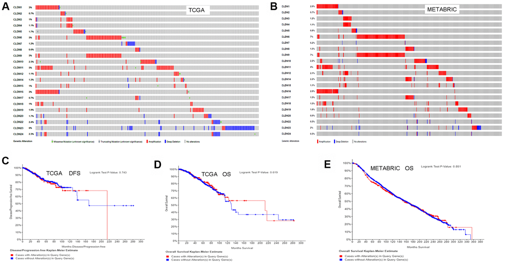 Analysis of alterations in claudins in breast cancer (using cBioPortal for Cancer Genomics). (A) OncoPrint of the TCGA dataset in cBioPortal. (B) OncoPrint of the METABRIC dataset in cBioPortal. (C) DFS analysis in cases with or without alterations in claudin genes of the TCGA dataset. (D) OS analysis in cases with or without alterations in claudin genes of the TCGA dataset. (E) OS analysis in cases with or without alterations in claudin genes of the METABRIC dataset. OncoPrint represents the distribution and proportion of samples with different kinds of alterations in the claudin family. Abbreviations: DFS, disease/progression-free survival; OS, overall survival.