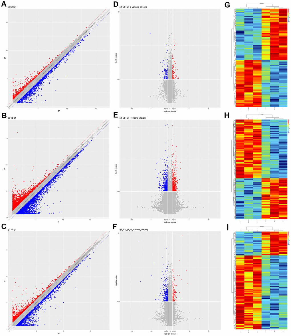 Expression profiles of circRNAs, lncRNAs and mRNAs in prefrontal cortex tissues from Nrf2 (-/-) and Nrf2 (+/+) mice. (A–C) Scatter plots showing the expression variation of circRNAs (A), lncRNAs (B) and mRNAs (C) between Nrf2 (-/-) and Nrf2 (+/+) prefrontal cortex tissues. The values of the X and Y axes in the scatter plots are the normalized signal values of the samples (log2-scaled). The red (up-regulated) and blue (down-regulated) points represent the DEcircRNAs (A), DElncRNAs (B) and DEmRNAs (C) with more than FCs > 1.5 between Nrf2 (-/-) and Nrf2 (+/+) prefrontal cortex tissues. (D–F) Volcano plots showing the differential expression of circRNAs (D), lncRNAs (E) and mRNAs (F) between Nrf2 (-/-) and Nrf2 (+/+) prefrontal cortex tissues. The vertical lines correspond to 1.5-fold upregulation and downregulation, and the horizontal line represents a p-value of 0.05. The red (up-regulated) and blue (down-regulated) points represent the DEcircRNAs (D), DElncRNAs (E) and DEmRNAs (F) with statistical significance. g1: group 1, refers to the Nrf2 (+/+) group. g2: group 2, refers to the Nrf2 (-/-) group. (G–I) Hierarchical clustering analyses were performed to depict the DEcircRANs (G), DElncRNAs (H) and DEmRNAs (I) in Nrf2 (-/-) prefrontal cortex compared with Nrf2 (+/+) prefrontal cortex tissues. The clustering analysis was used to group samples based on their expression values so that the relationships among samples could be predicted. ‘Red’ denotes high relative expression, and ‘green’ denotes low relative expression.