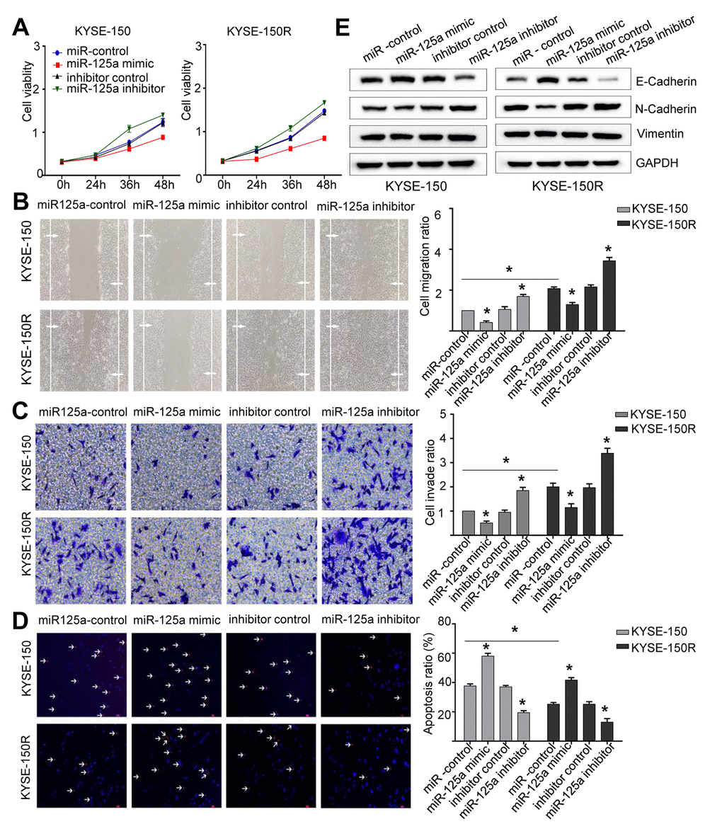 miR-125a attenuates cell proliferation, migration invasion, the EMT process and induces apoptosis. KYSE-150 and KYSE-150R cells were transfected with miR-125a mimic or miR-125a inhibitor or their corresponding negative controls. (A) The cell proliferation assay was performed at the indicated time points. (B) Representative micrographs of cell migration assays (left) and the quantification (right). (C) Representative micrographs of cell invasion assays (left) and the quantification (right). (D) Representative micrographs of cell apoptosis assays (left) and the quantification (right). (E) Western blot analysis revealed that the E-cadherin expression level was elevated, while N-cadherin and Vimentin levels were decreased in cells transfected with miR-125a mimic. Data are shown as mean ± SD from three independent experiments. *P