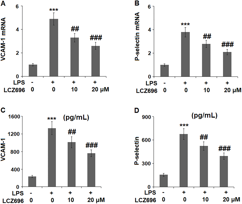 LCZ696 reduces LPS-induced expression of the cell adhesion molecules in HUVECs