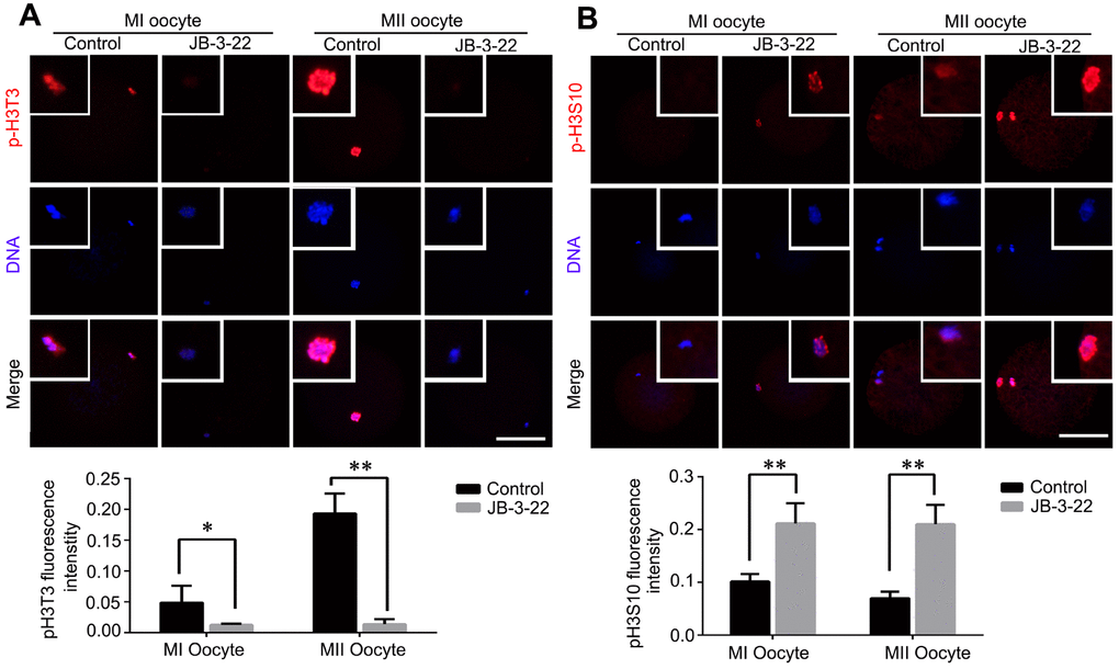 JB-3-22 treatment increased the phosphorylation level of H3S10 and reduced the phosphorylation level of H3T3 in porcine oocytes. (A) Images of phosphorylated H3T3 in control and JB-3-22-treated oocytes at MI and MII stages. (B) Images of phosphorylated H3S10 in control and JB-3-22-treated oocytes at MI and MII stages. The results represent the mean ± standard deviation of three independent experiments. * P 