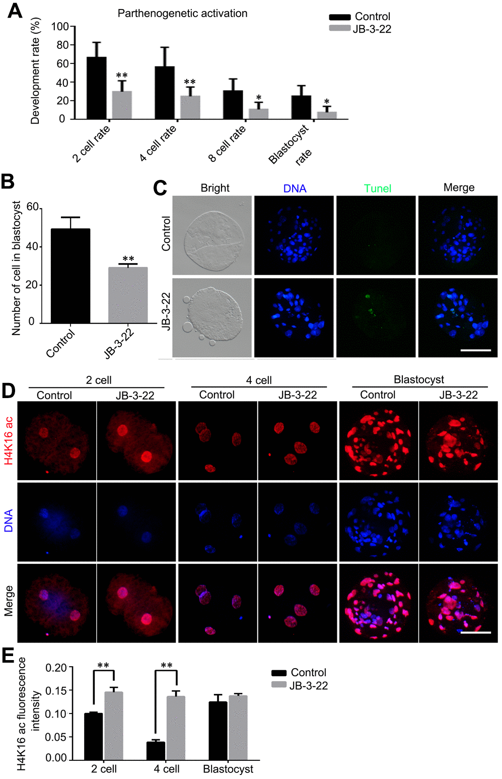 JB-3-22 promoted the apoptosis of porcine oocytes and disrupted the subsequent embryonic development of porcine oocytes after parthenogenetic activation. (A) The rates of different development stage embryos were recorded in control and JB-3-22 treated oocytes after parthenogenetic activation. (B) Images of apoptotic cells in blastocysts in control and JB-3-22 treated group respectively. (C) The statistics of total cell number in per blastocyst. (D) Images of H4K16 acetylation at different stages of parthenogenetic embryo development in control and JB-3-22 group. (E) The fluorescence intensity of H4K16 acetylation. The results represent the mean ± standard deviation of three independent experiments. * P 