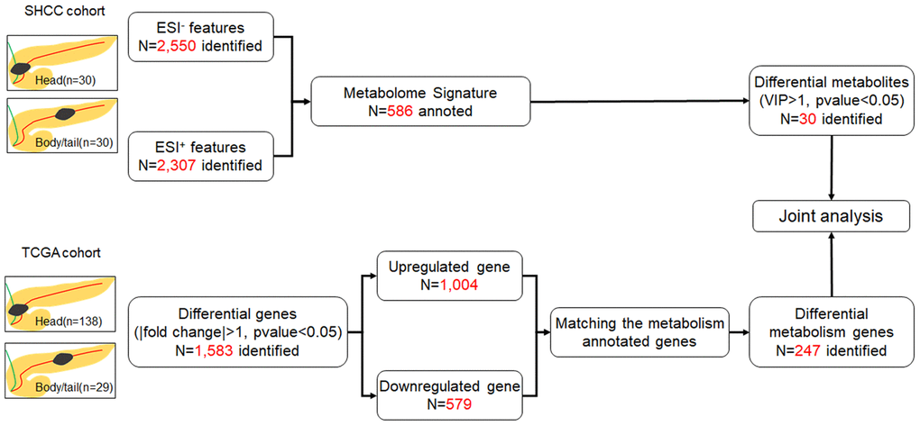 Flow chart of the study. The SHCC cohort and TCGA cohort were applied for metabolome and transcriptome analysis, respectively, and then joint analysis was performed. The pancreatic cancer was divided into head and body/tail groups, based on the anatomic location.