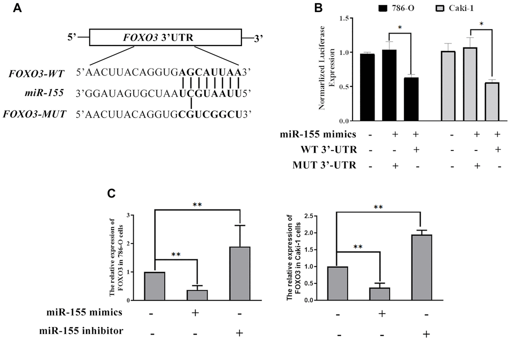 miR-155 directly targets FOXO3. (A) Predicted miR-155 binding sites in the FOXO3 3’-UTR were identified using predictive algorithms. (B) The activity of luciferase reporters containing WT or mutant versions of the predicted miR-155 binding site from FOXO3 was measured. (C) The impact of miR-155 on FOXO3 expression was quantified. This experiment was conducted using three distinct biological replicates. *P **P 