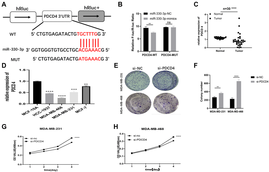 PDCD4 served as a molecular target of miR-330-3p. (A) Putative complementary sites within PDCD4 and R-330-3p predicted by TargetScan. (B) Dual-luciferase reporter assay evaluates the interaction between wild-type PDCD4 + miR-330-3p reporters compared with mutant PDCD4+ miR-330-3p reporter. (C–D) The expression levels of PDCD4 were tested in both BC tissues and cell lines through QRT-PCR. (E–H) Effect of siRNA targeting PDCD4 on colony formation and MTT assays in MDA-MB-231 and MDA-MB-468 cell lines. (*p **p ***p ****p 
