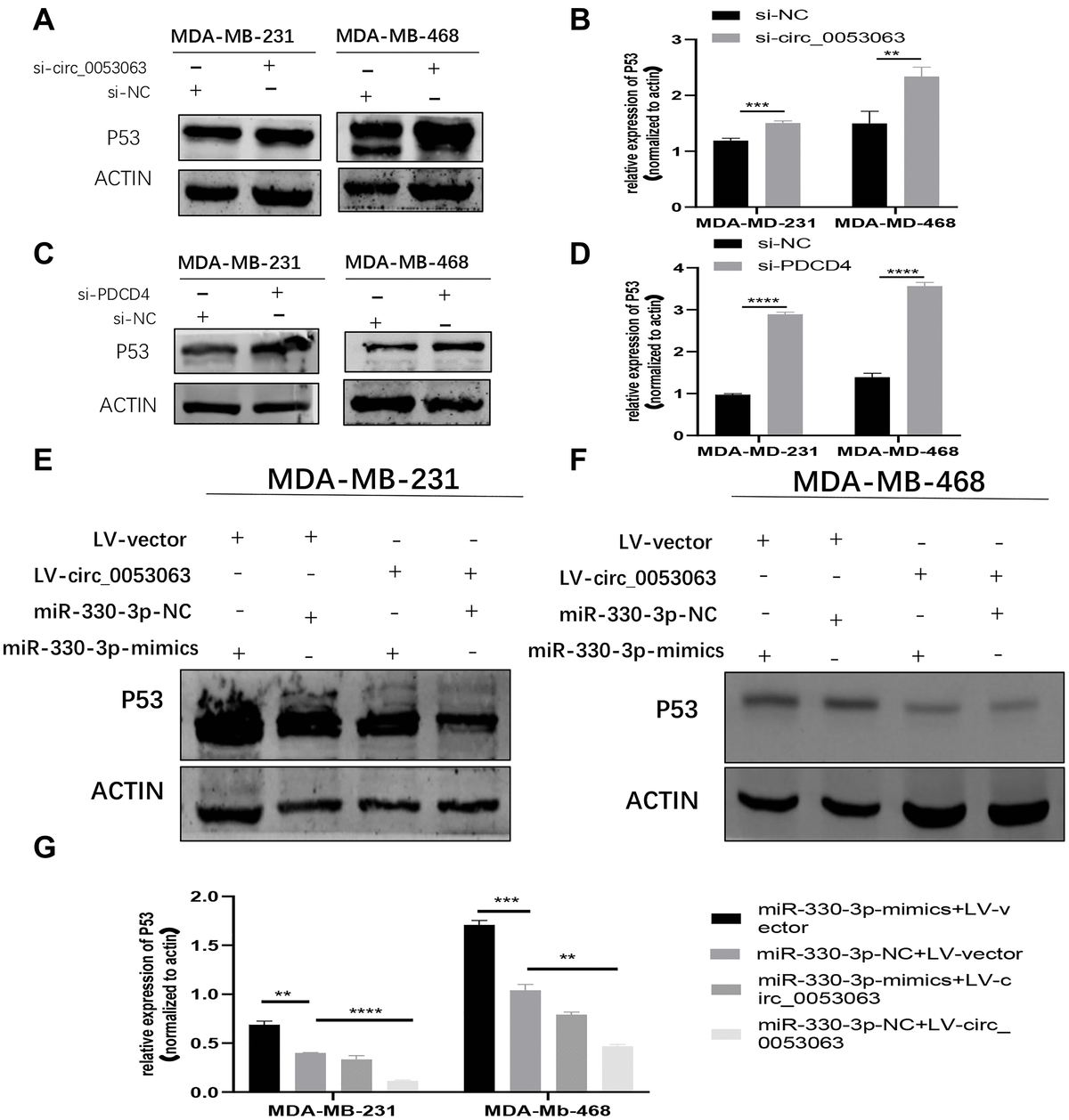 Hsacirc0053063 Inhibits Breast Cancer Cell Proliferation Via Hsacirc0053063hsa Mir 330 3p 2884