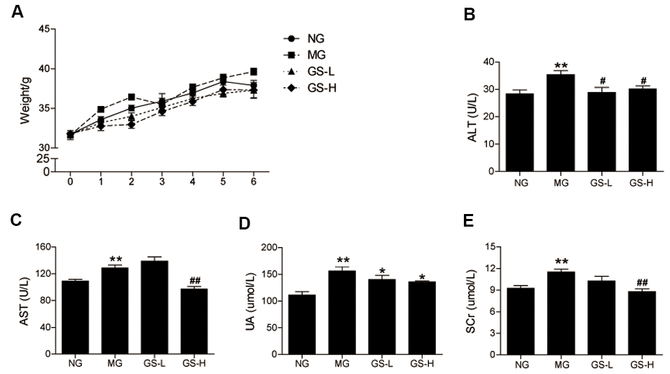Effects of GSLS on body weight and liver and kidney function. (A) body weight; (B) alanine-aminotransferase (ALT); (C) aspartate-aminotransferase (AST); and (D) uric acid (UA); (E) serum creatinine (Scr). All data are represented as mean ± SEM (n = 6). *p p #p ##p 