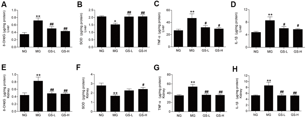 Effect of GSLS on D-gal-induced changes in oxidative stress markers and pro-inflammatory cytokines in liver and kidney tissues. (A) 8-hydroxy deoxyguanosine (8-OHdG) in liver; (B) superoxide dismutase (SOD) in liver; (C) tumor necrosis factor-α (TNF-α) in liver; (D) interleukin-1β (IL-1β) in liver; (E) 8-hydroxy deoxyguanosine (8-OHdG) in kidney; (F) superoxide dismutase (SOD) in kidney; (G) tumor necrosis factor-α (TNF-α) in kidney; (H) interleukin-1β (IL-1β) in kidney. All data are represented as mean ± SEM (n = 6). *p p #p ##p