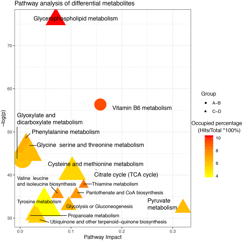 Pathway analysis of altered metabolites isolated from patients with delayed and enhanced postoperative recovery in the PACU and at 24 h after surgery. The X-axis represents the pathway impact, and the Y-axis represents the –log (p). Node size indicates metabolites in a specific pathway, and colors indicate the occupied percentage (the hit metabolites occupying a percentage of all metabolites in the whole pathway). Yellow to red represents high to low. The shapes of the nodes represent differential metabolites in different groups. Round represents differential metabolites between A and B; Triangle represents differential metabolites between C and D.