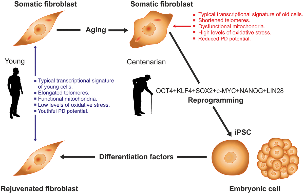 aging-and-rejuvenation-a-modular-epigenome-model-figure-f1-aging