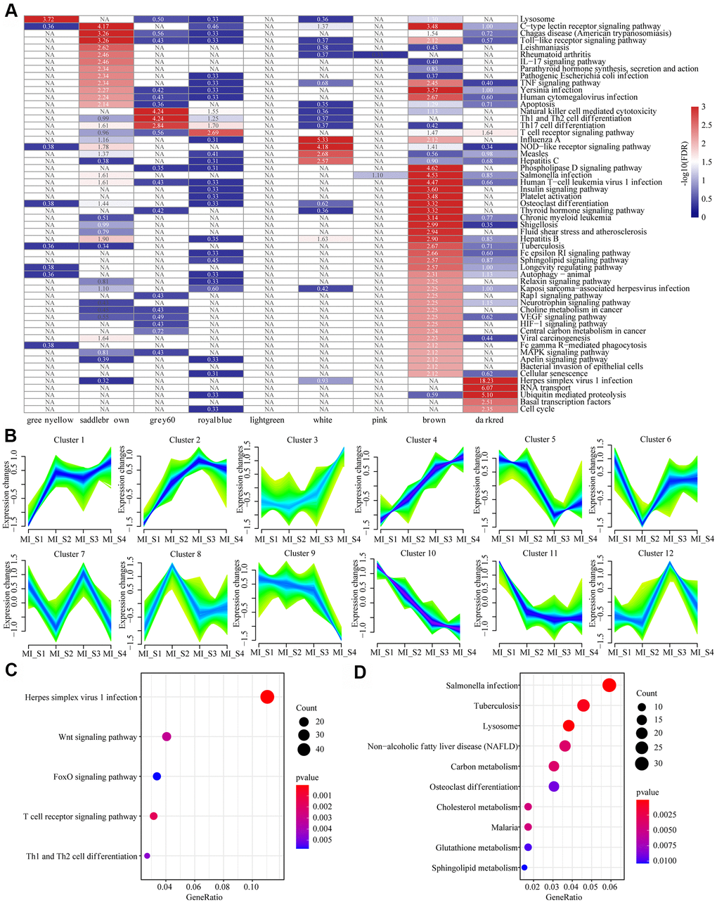 Functional enrichment analysis of MI related modules and timing analysis of MI gene expression. (A) Heatmap of 9 modules enriched to KEGG Pathway, color indicates log10 (FDR), NA indicates unenriched. (B) Time series analysis of 12 expression patterns of gene expression at different time points. (C) Sustained expression of elevated gene sets enriched to the KEGG pathway at different time points. (D) The KEGG pathway was enriched for a set of genes with decreased expression at different time points. The different colors indicate enrichment significance and the dot size indicates the number of enriched genes.