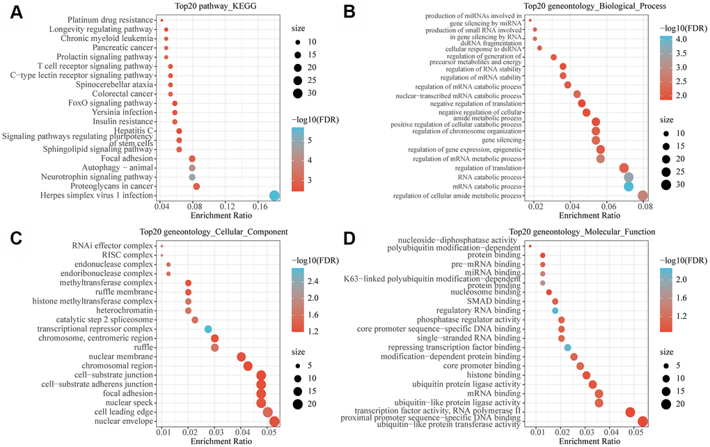 Functional enrichment analysis of MI-related lncRNA-mRNA networks. (A) The 20 most significant KEGG pathways enriched by MI-related lncRNA-mRNA network. (B) The 20 most significant GO biological processes enriched by MI related lncRNA-mRNA network. (C) The 20 most significant GO biological processes enriched by the MI-related lncRNA-mRNA network. (D) The 20 most significant GO molecular functions enriched by the MI-related lncRNA-mRNA network. Node size in the figure represents the number of genes enriched in the pathway, and color represents the significance enriched.