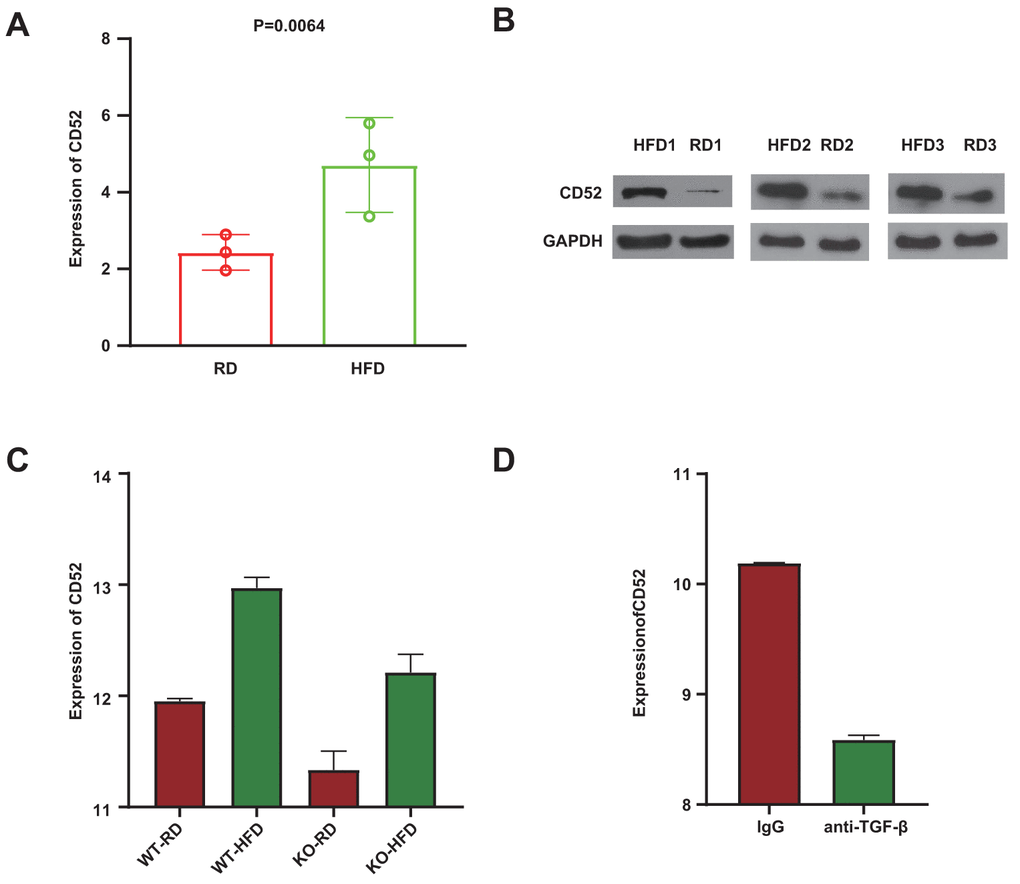 Anti-TGF-β/Smad3−/− mediated CD52 downregulation counteracts HFD-induced obesity and insulin resistance. (A, B) The expression levels of CD52 in preadipocytes from RD-fed or HFD-fed mice by Real-time RT-PCR and western blot analysis. (C) The expression levels of CD52 in WAT from RD-fed or HFD-fed KO mice and WT mice, and the expression levels of CD52 in WAT from HFD-fed KO mice and HFD-fed WT mice by microarray analysis. (D) The expression levels of CD52 in WAT from HFD-fed mice treated with anti-TGF-β antibody (1D11) and HFD-fed mice treated with control IgG by microarray analysis.